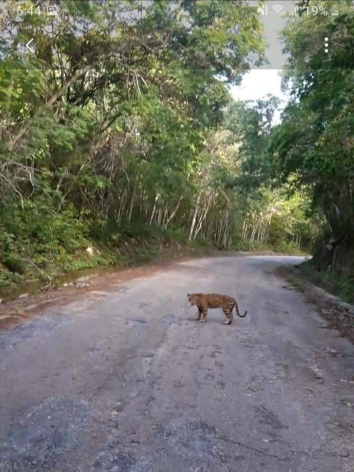 Avistamiento de fauna
